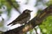 Malayan Bronze Cuckoo