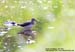 Green Sandpiper
