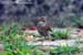 Paddyfield Pipit