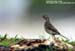 Paddyfield Pipit
