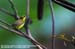 Olive-backed Sunbird