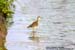 Wood Sandpiper