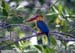 Stork-billed Kingfisher