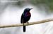 Copper-throated Sunbird