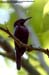 Copper-throated Sunbird