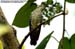 Malayan Bronze Cuckoo