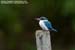 Collared Kingfisher