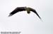 White-bellied Sea Eagle