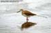Common Redshank