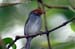Ashy Tailorbird