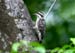 Sunda Woodpecker