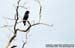Dollarbird