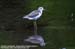 Common Greenshank