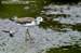 Common Greenshank