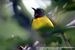 Plain-throated Sunbird