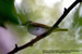Eastern Crowned Warbler