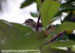 Eastern Crowned Warbler