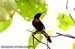 Copper-throated Sunbird