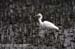 Intermediate Egret