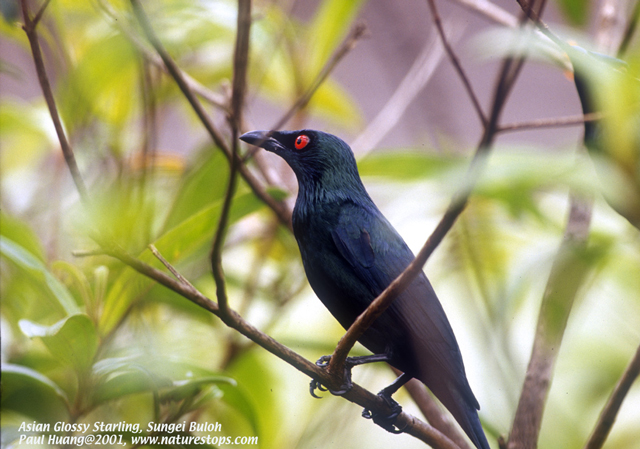 Asian Glossy Starling