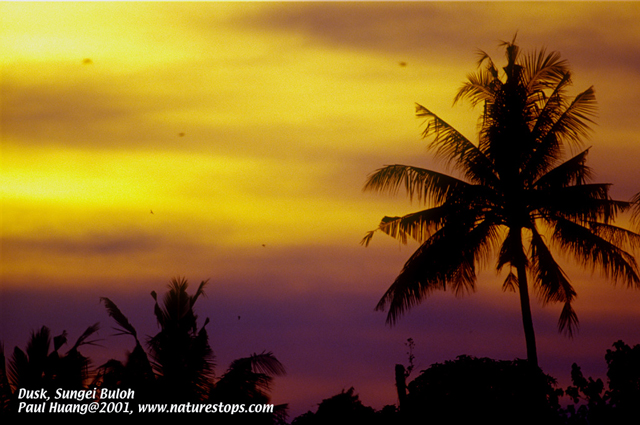 Dusk at Sungei Buloh Wetland Reserves