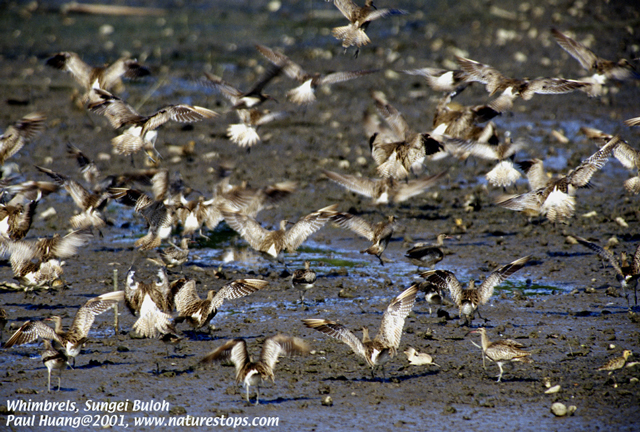 Whimbrels