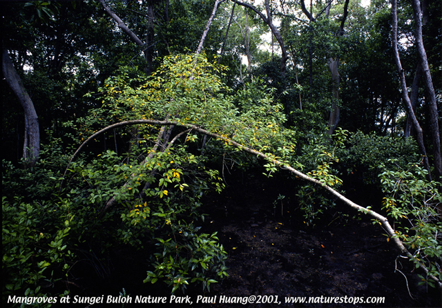 Mangroves