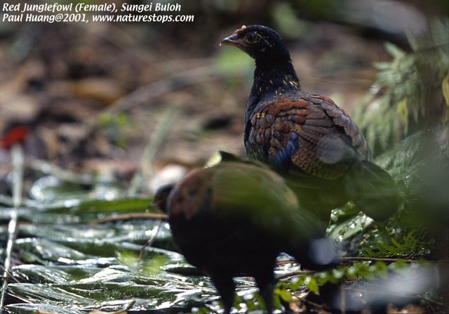 Red Junglefowl