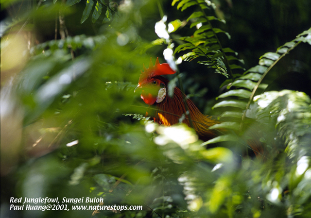 Red Junglefowl