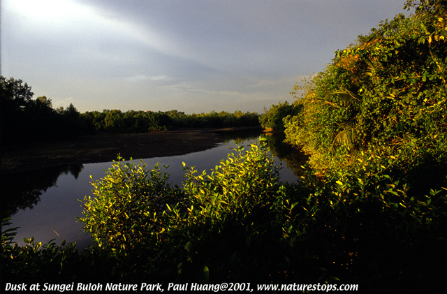 Evening Light at the Mangroves