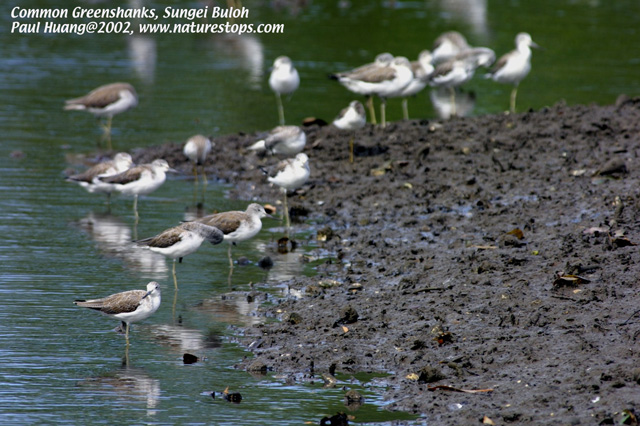 Common Greenshanks
