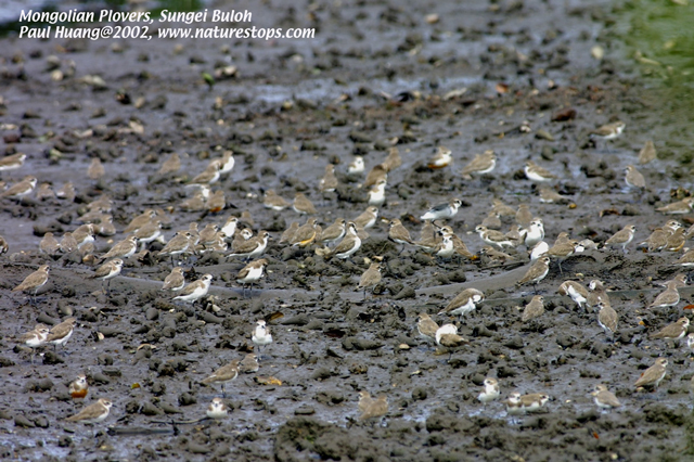 Lesser Sand Plovers