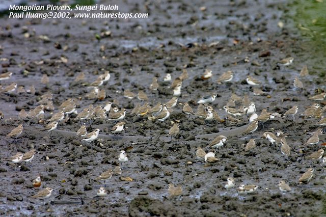 gallery Kranji - A Natural Heritage to Protect by Paul Huang, Kranji ...