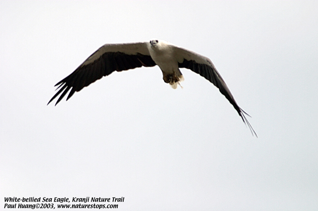 White-bellied Sea Eagle