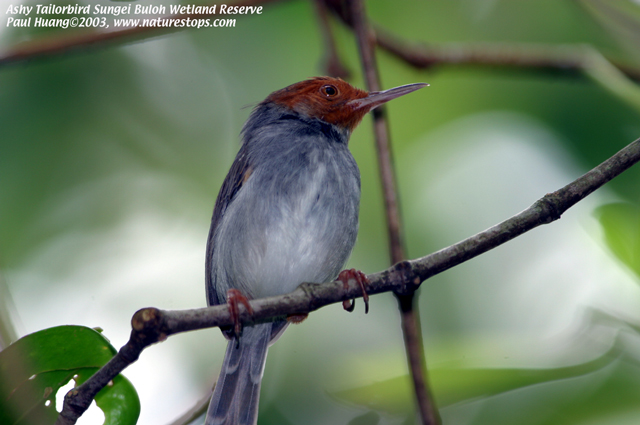 Ashy Tailorbird