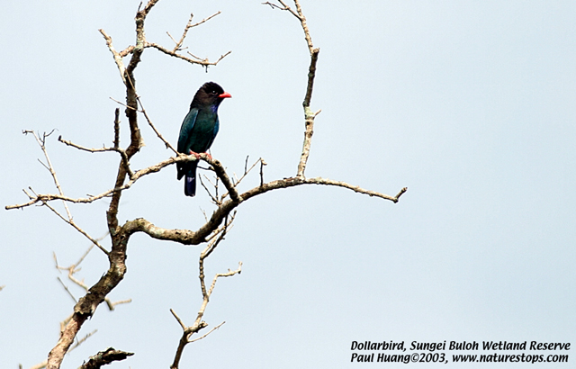 Dollarbird
