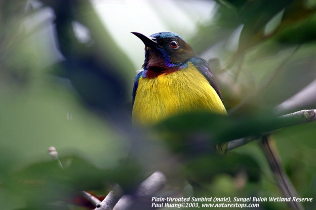 Click to view the next photo

photographer Paul Huang. 