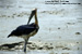 Lesser Adjutant
