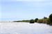 Mangrove and Birds