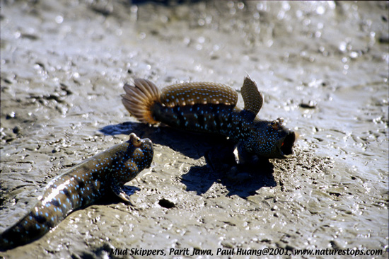 Mud Skippers