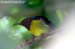Plain-throated Sunbird