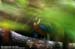 Blue-winged Pitta
