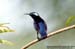 Purple-throated Sunbird
