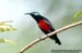 Purple-throated Sunbird