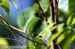 Greater Green Leafbird
