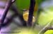 Plain-throated Sunbird