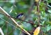 Scarlet-backed Flowerpecker