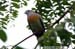 Pink-necked Pigeon