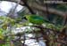 Blue-winged Leafbird