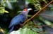 Chestnut-bellied Malkoha